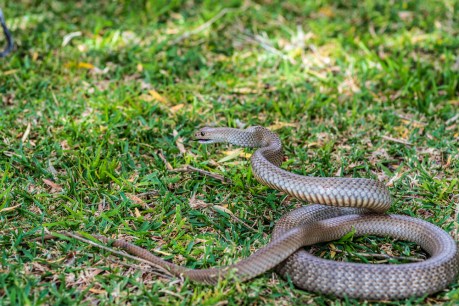 Snake bites are rare, but it pays to be aware