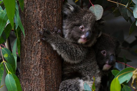 Urban sprawl providing dire threat to koala habitats