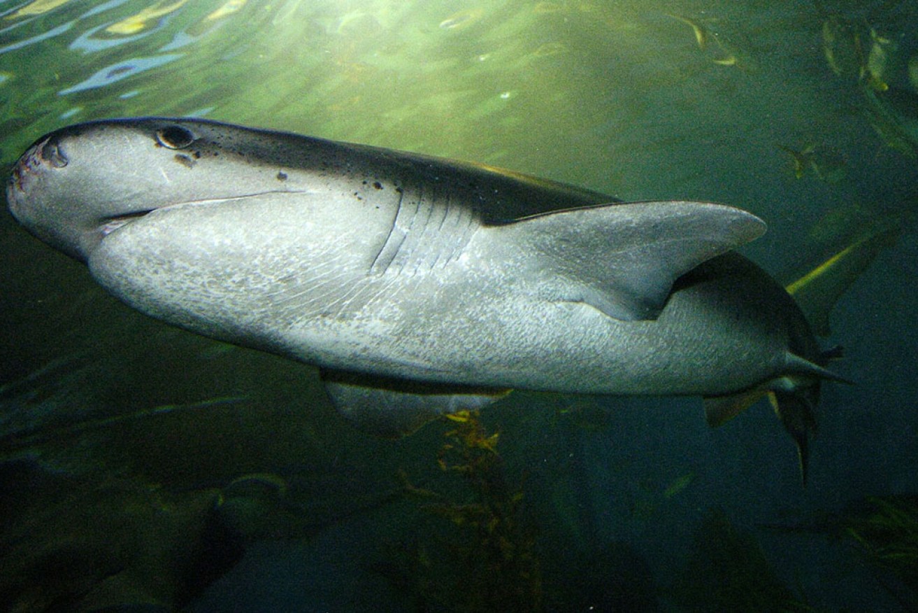 San Francisco Bay is one of the world's only known year-round nurseries for sevengill sharks.