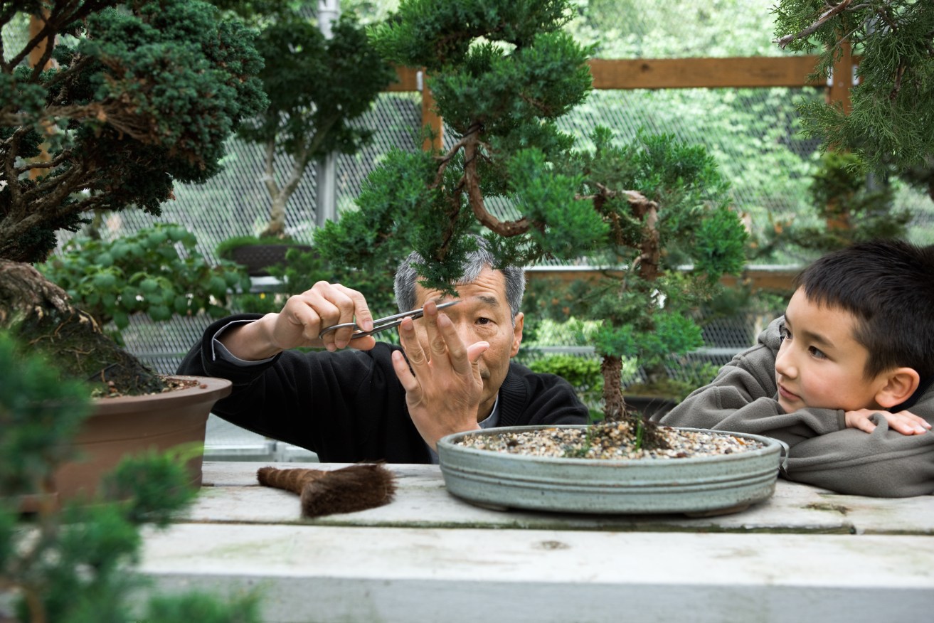 Dr Mansourian found that bonsai artists could completely lose track of time, and of what's going on beyond their intense focus.