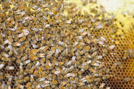 Beekeepers ponder future as deadly mite takes hold