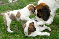 St Bernard dogs lap up therapy role
