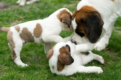 St Bernard dogs lap up therapy role