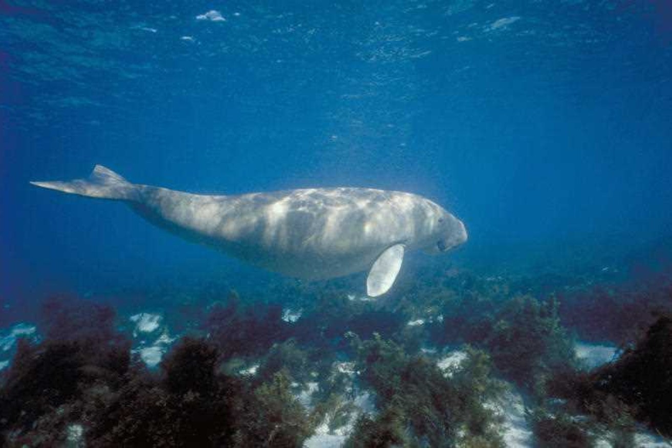 Studies confirm a decline in dugong populations along about 1200km of Queensland coastline.