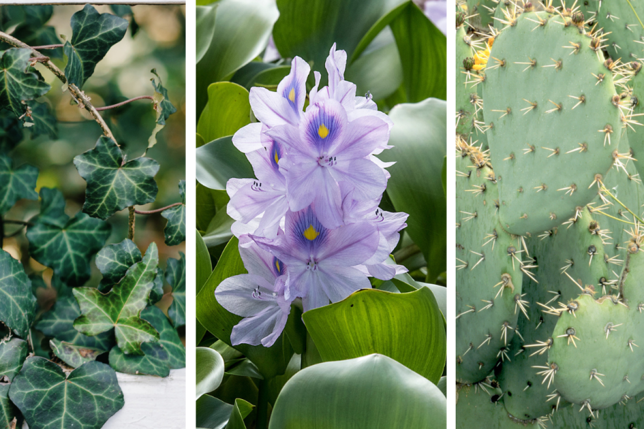 Invasive plants can be bad for your health and for the environment. Photo: TND/Getty