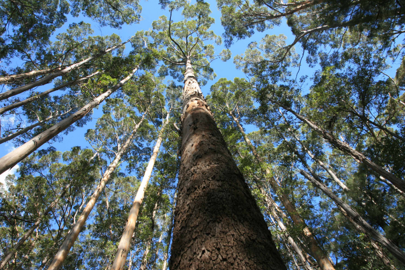 New research has found 22 per cent of all bank loans in Australia carry a risk for the environment.