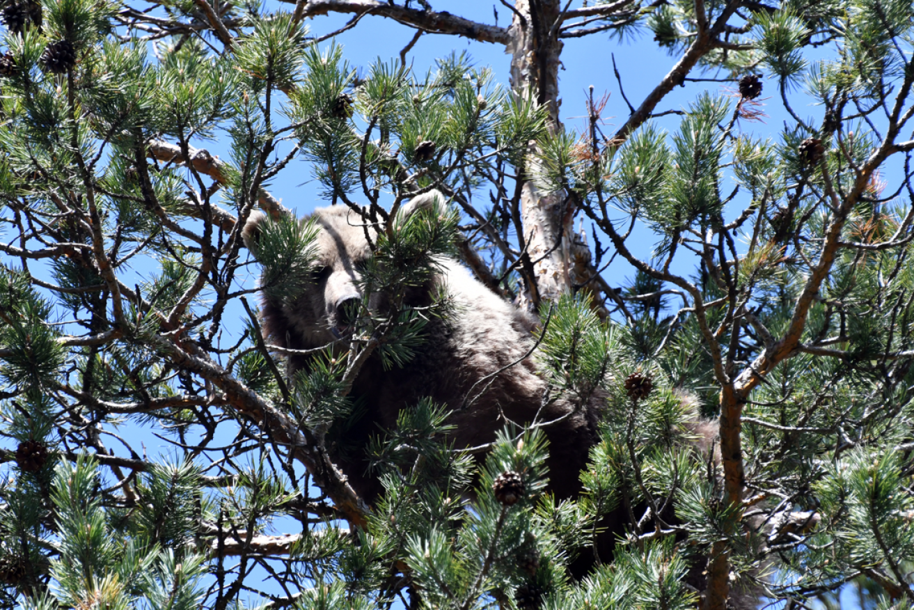 Locals don't mind when the booming bear population keeps to the trees, but break-and-enter visitors are just too much.