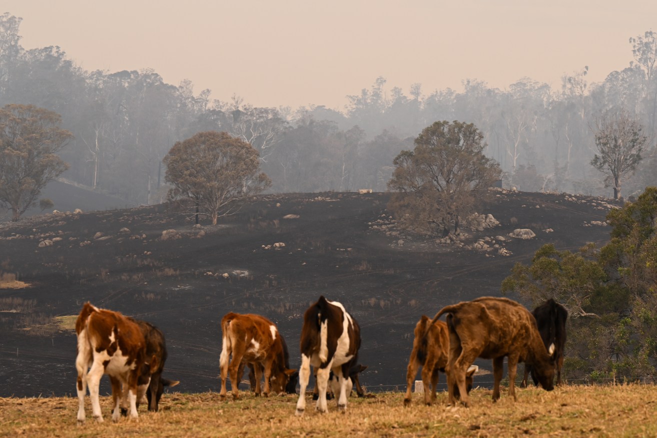 Several fires are encircling the town of Tenterfield in northern NSW as hot winds fan dozens of blazes across the state.