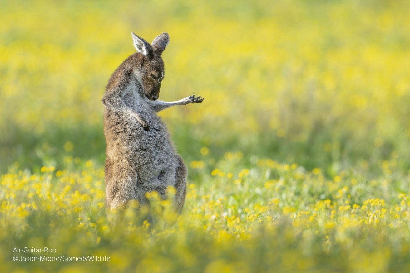 Air Guitar Roo. Photo: Jason Moore/ComedyWildlife