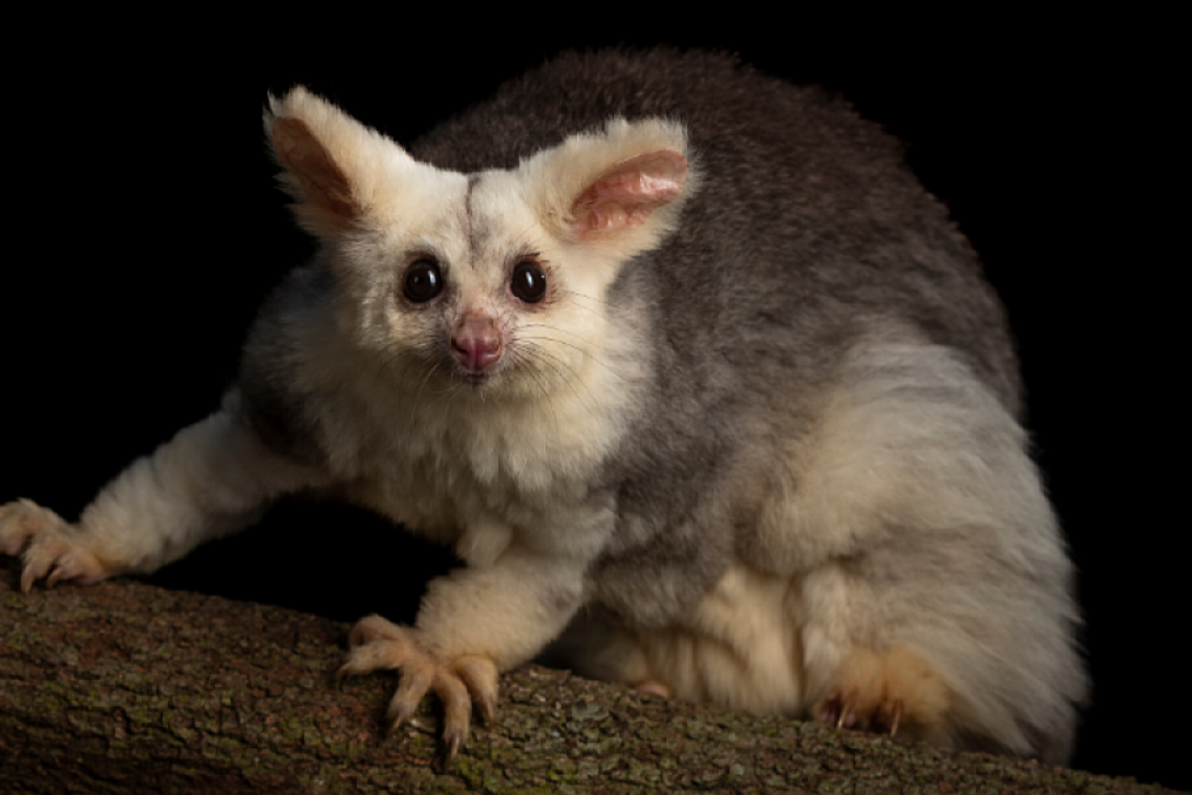 The greater glider is classified as endangered after bushfires wiped out a third of its habitat.