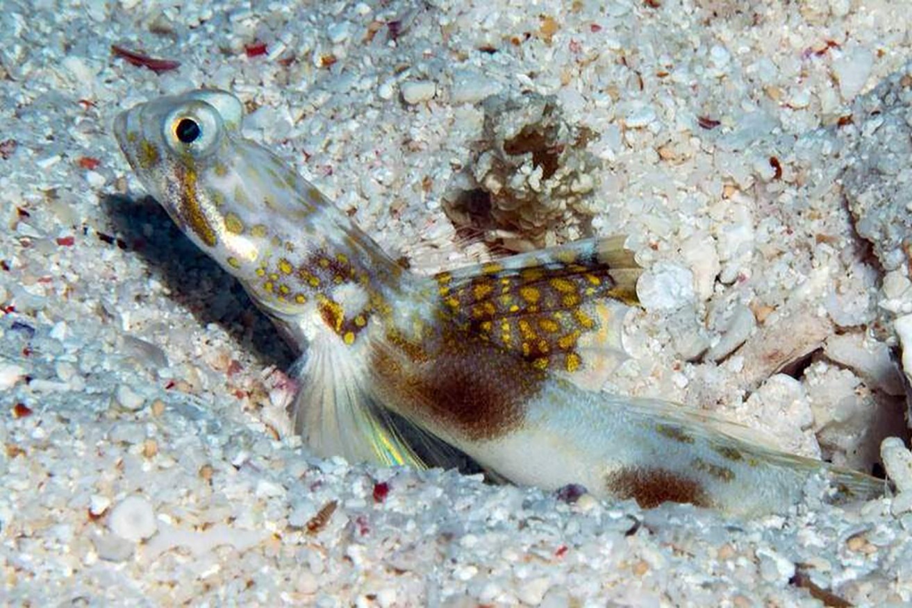 Meet the Lady Elliot Shrimp Goby, which was discovered on a coral cay on the Great Barrier Reef.