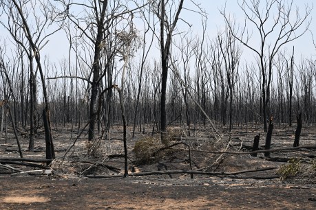 Bushfire battle looks set to continue in Queensland