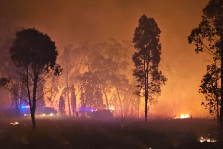 ‘Tragic’: Volunteer firefighter killed by falling tree