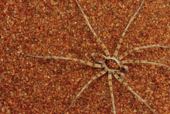 Almost 50 new spider species identified