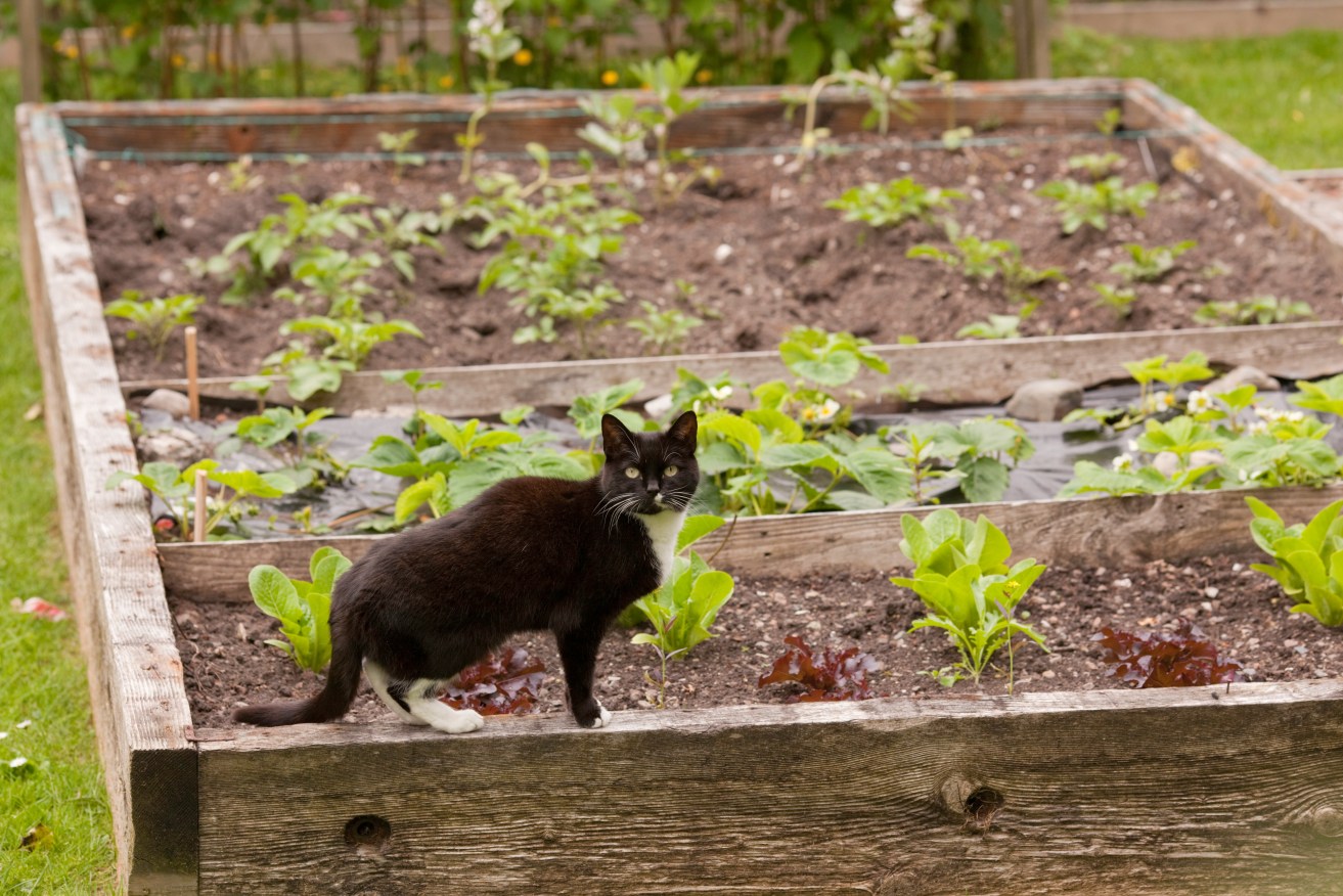 Beware of your cat: a sinister plot might be lurking behind all that cuteness.   