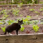 Why you need to protect your veggie garden from animal poop