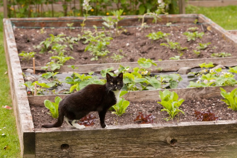 How to protect veggie garden from animal poop