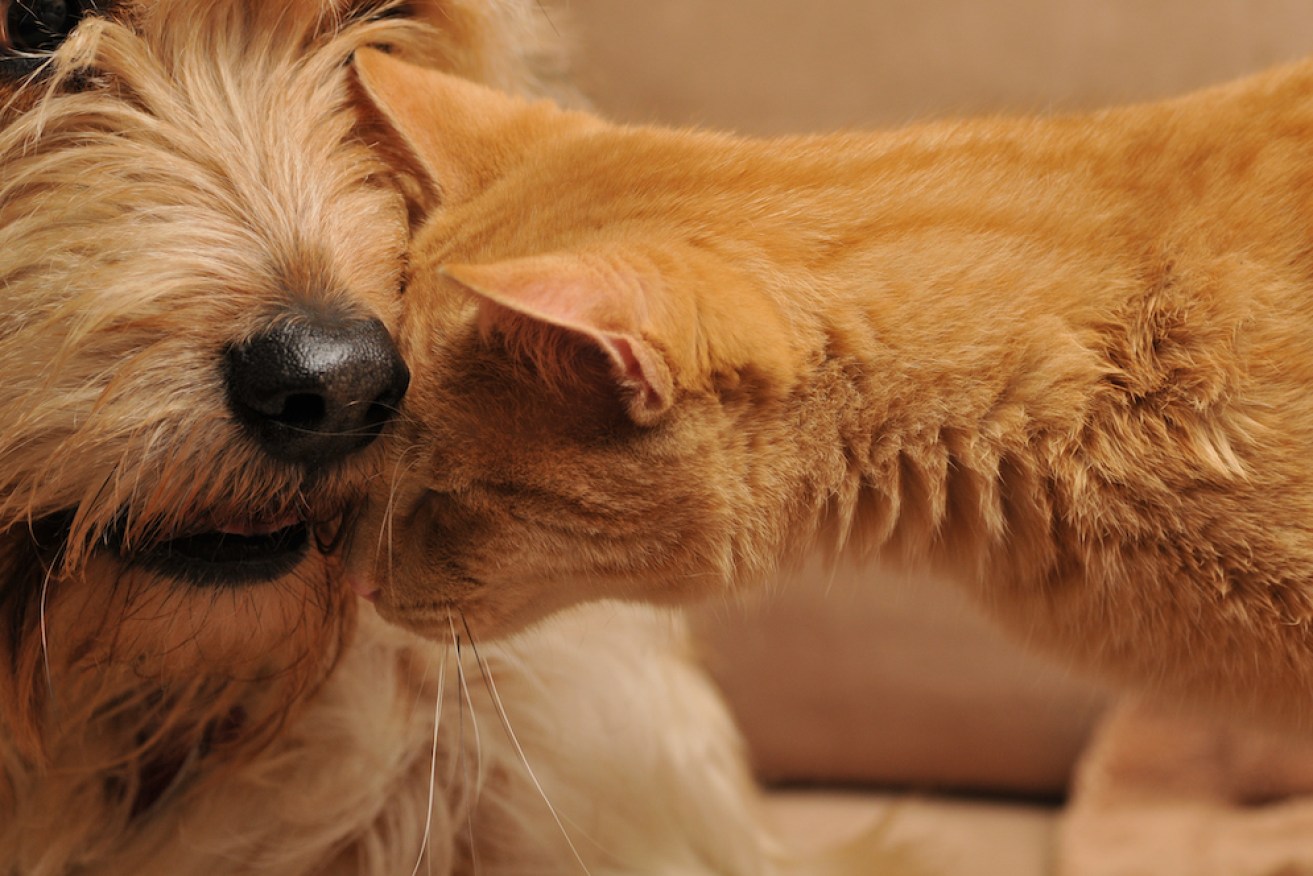 Cat and dog owners seem to love the same name.