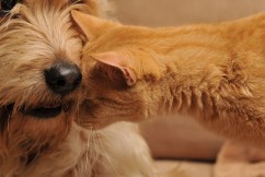What’s in a name? Ask cat and dog owners