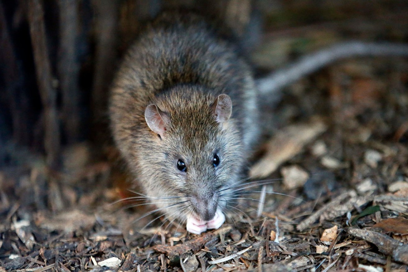 Locals are hoping for rain to help wash away a plague of rats in their North Queensland town.