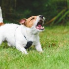 Australia Post names and shames the worst spots for dog attacks