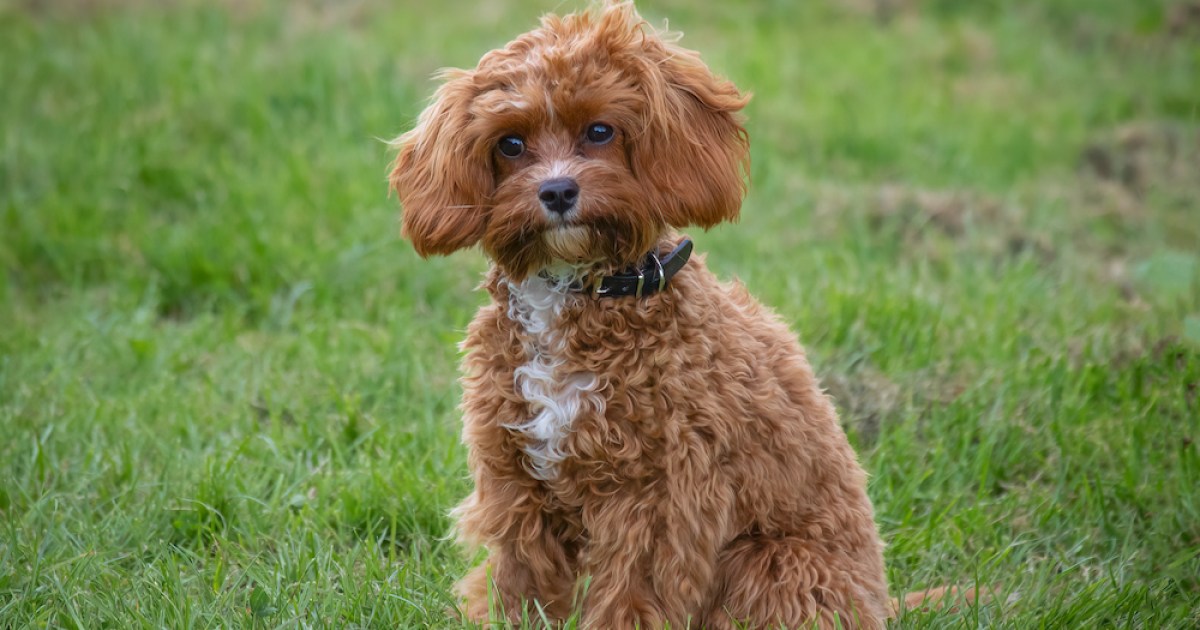 Cavoodles are Australia's most popular dog breed