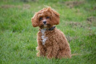 Cavoodles are our most popular dog breed