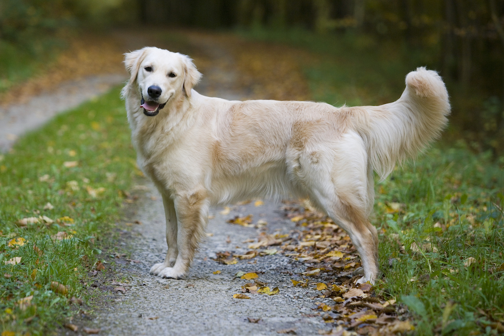 pictured is a Golden Retriever 