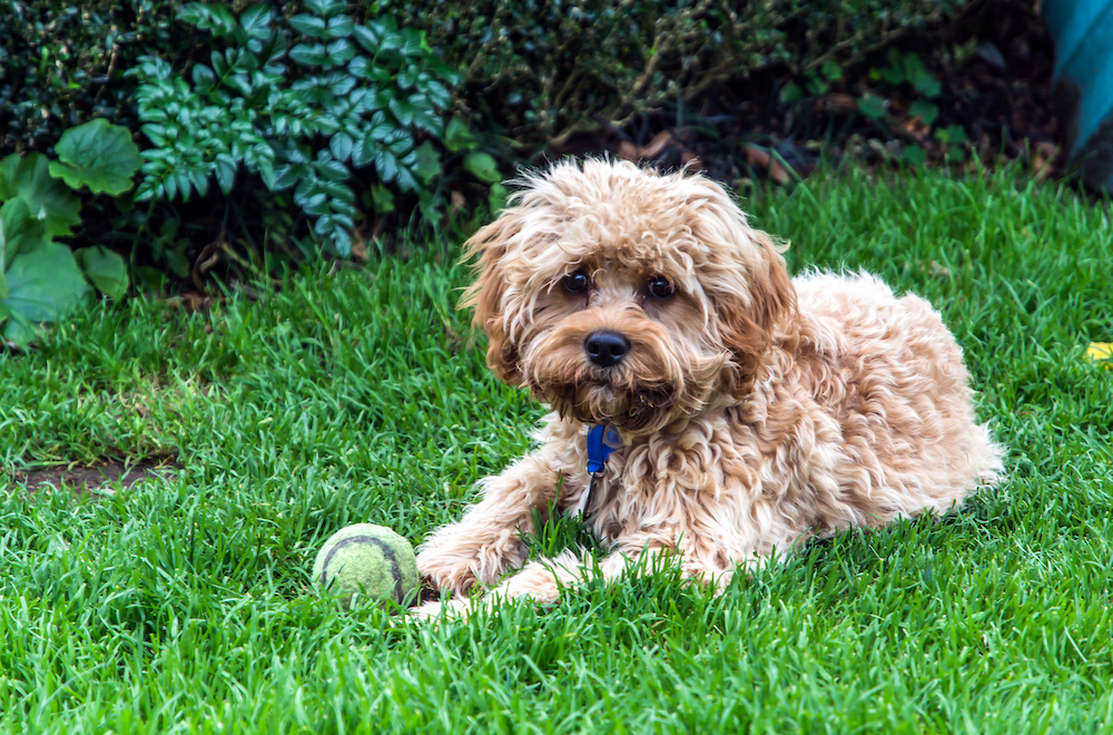 Cavoodle laying down with a tennis ball.