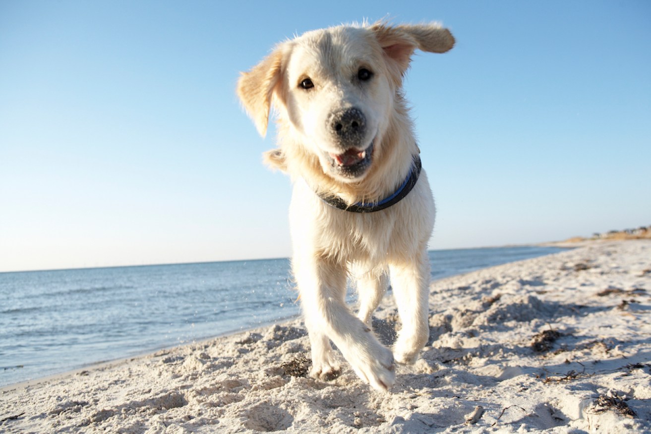 As summer rolls around, it's important to keep pets healthy, cool and hydrated.