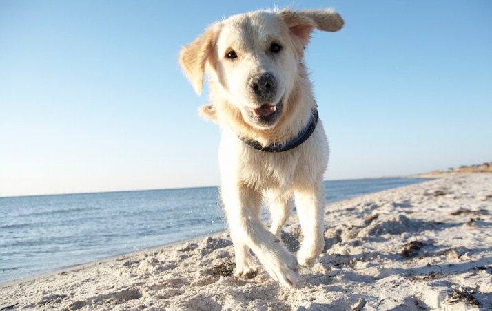How to keep pets safe and healthy over summer