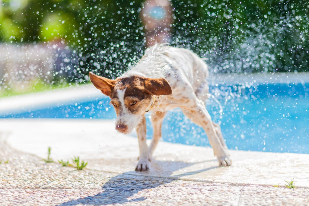 Small breed dog splashing water when exiting a swimming pool, to illustrate keeping pets cool this summer