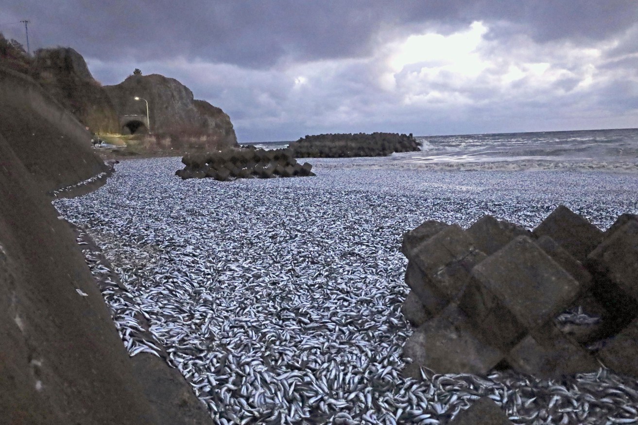 Sardines and mackerel on a beach in Hakodate, Hokkaido.