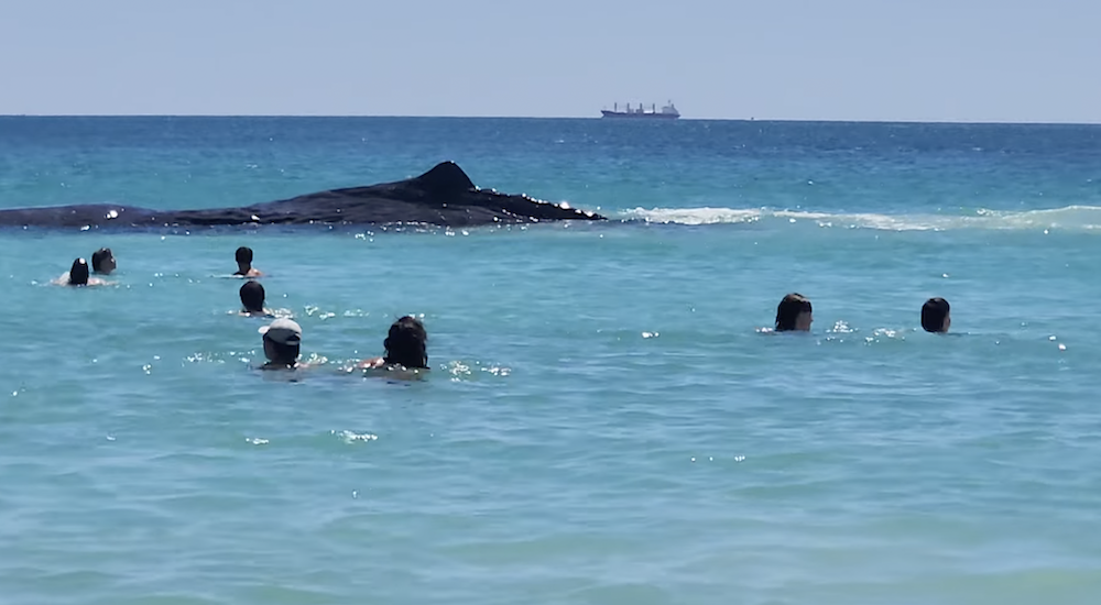 pictured is the whale at Port Beach