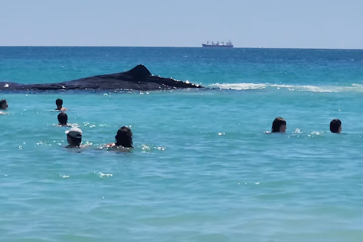 Whale off WA beach shows ‘concerning’ behaviour
