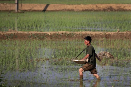UN says Asia lags behind pre-pandemic levels of food security