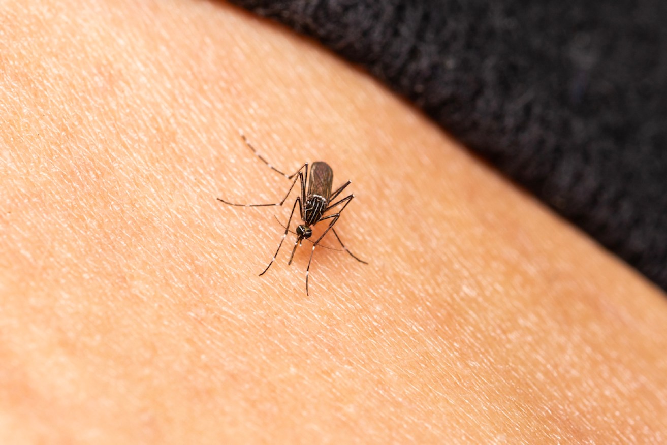Huge populations of mosquitoes might not be seen this summer.