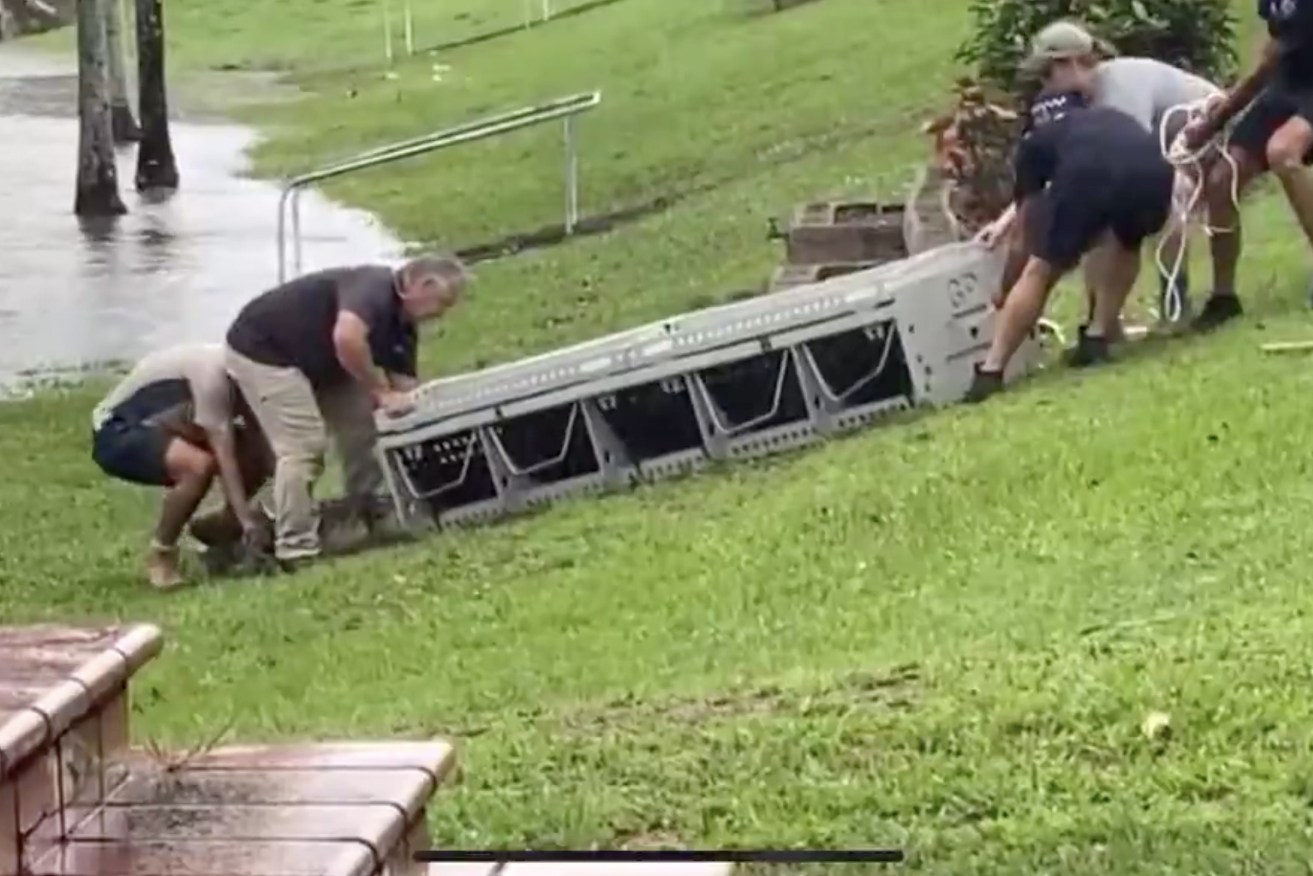 Rangers remove the saltie found swimming in a flooded Ingham creek on Monday.