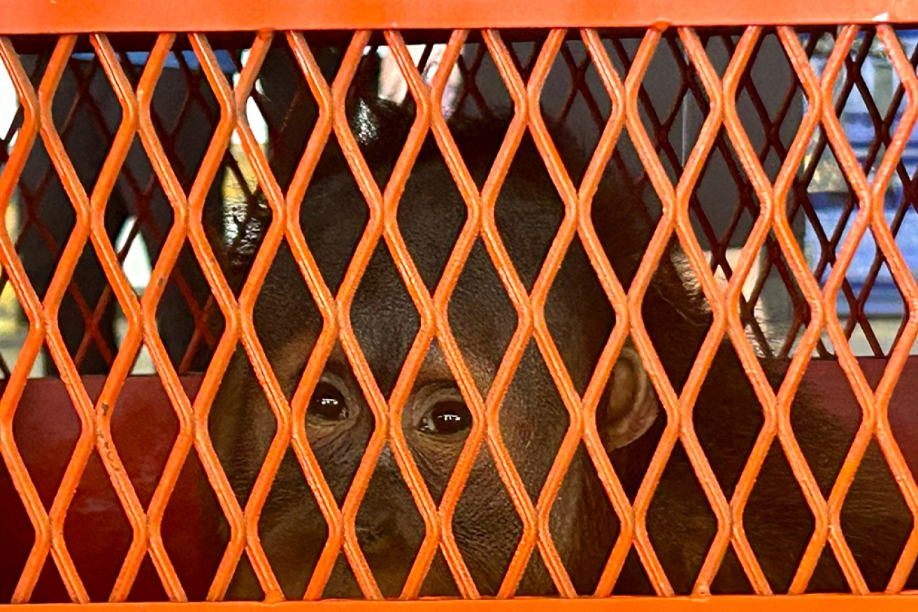 Brian is one of three illegally trafficked orangutans repatriated to Indonesia from Thailand.