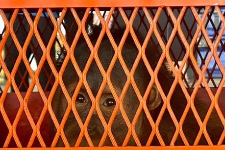 Thailand repatriates rescued orangutans to Indonesia