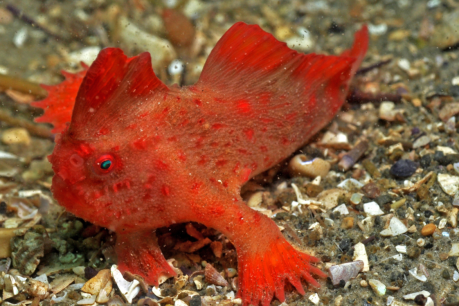 All-out bid to save Tassie’s unique ‘finger’ fish