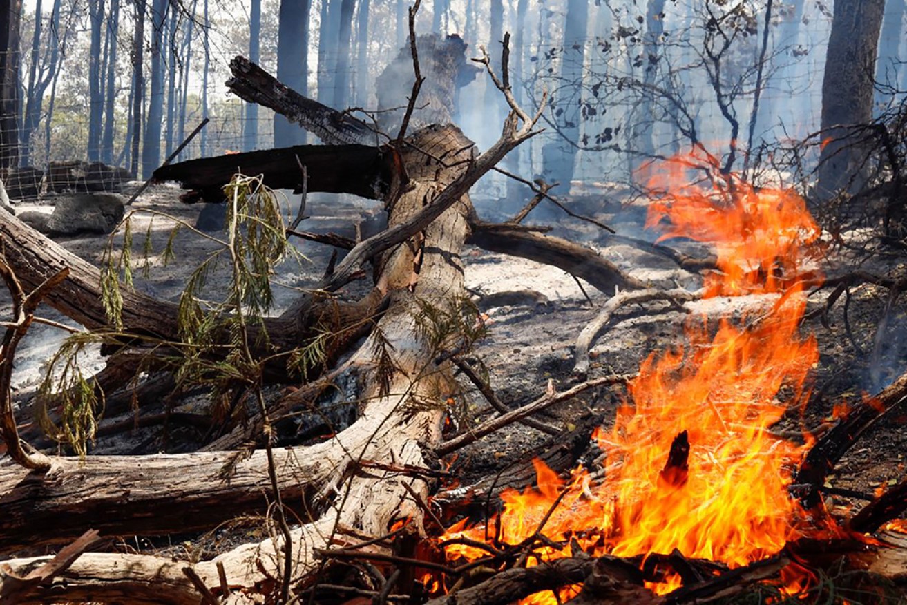 Arson squad detectives are investigating the death of a firefighter at a big blaze in WA's south.