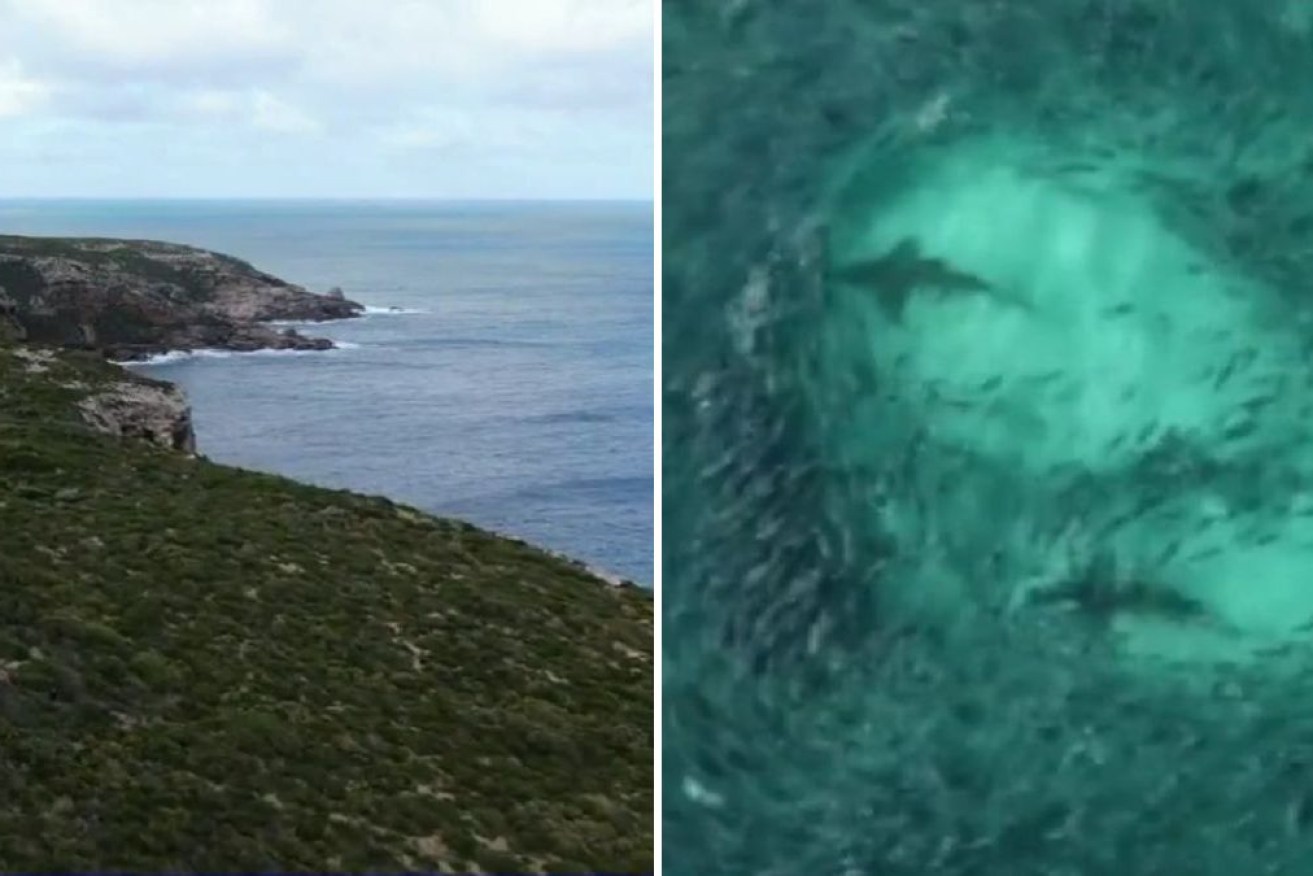 Sharks chasing baitfish off the Yorke Peninsula had recently been filmed nearby. 