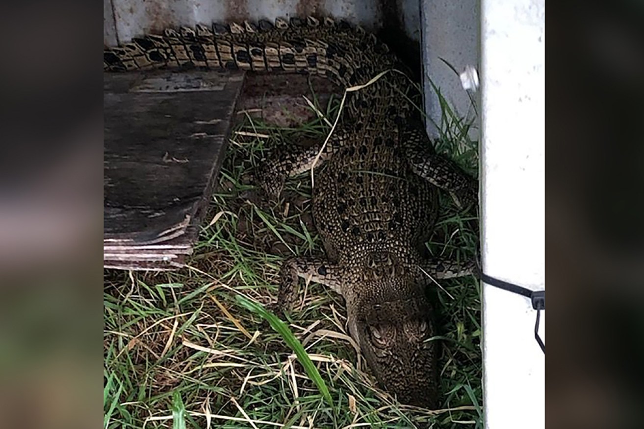 A North Queensland family found a crocodile in its chicken coop. 