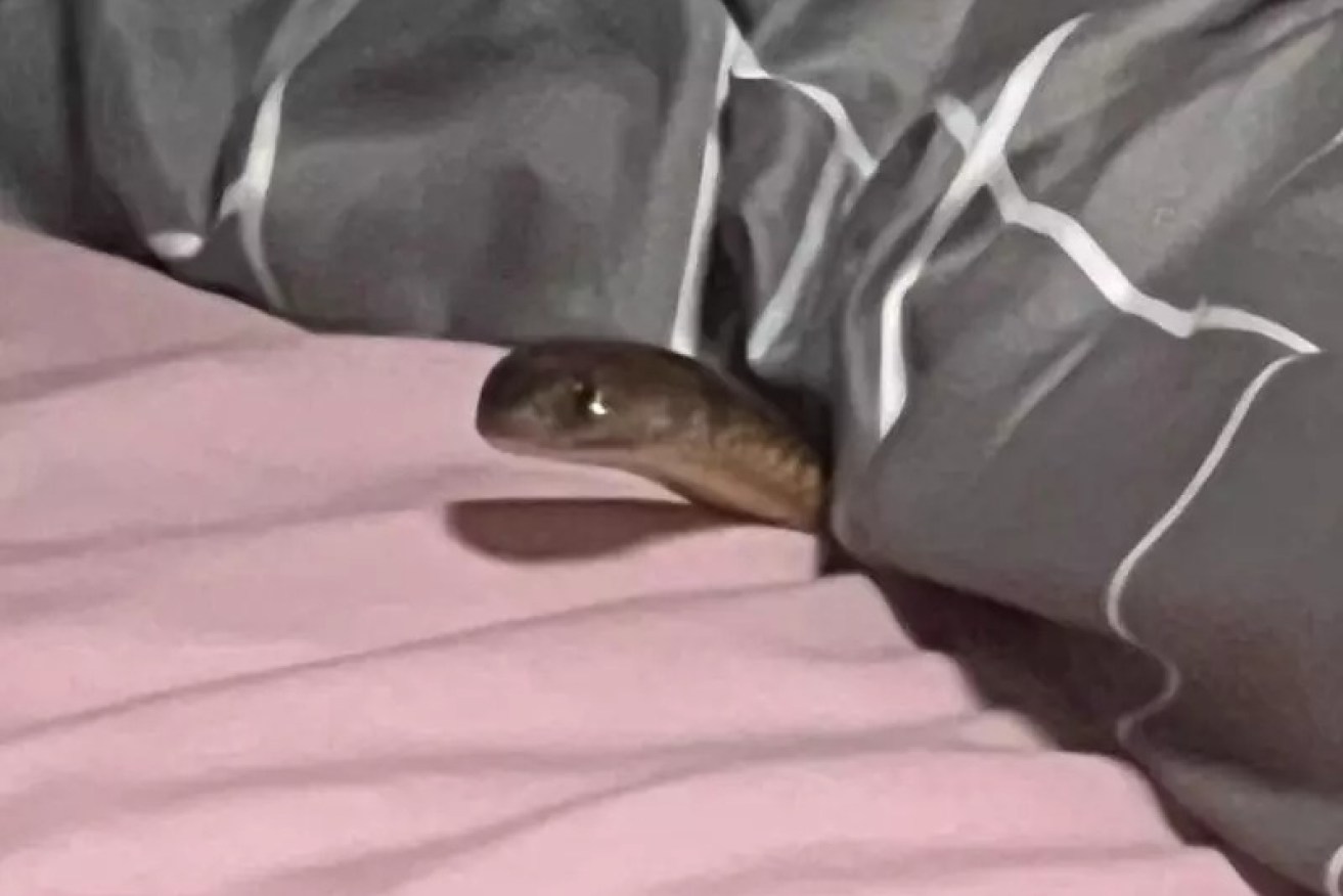 RACQ Life Flight released an image of the snake discovered in the woman's bed.