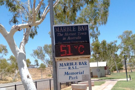 Birds drop dead in WA heatwave