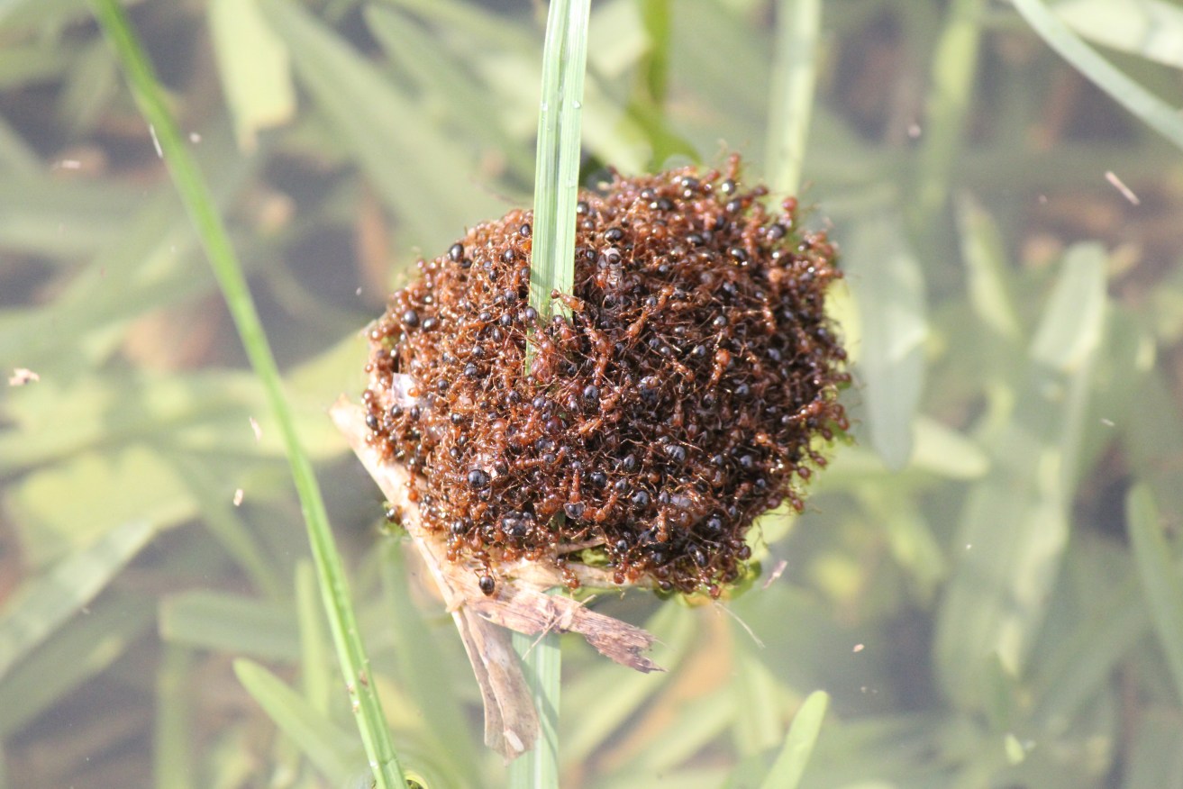A fire ant nest. The destructive pests have been found in a Sydney warehouse.