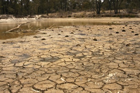 Did the BoM get it wrong on the hot, dry summer?
