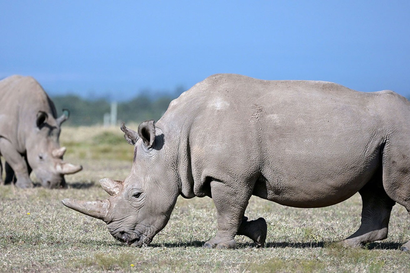 Science has provided hope for saving the northern white rhino, of which only two females remain on the planet in Kenya. 
