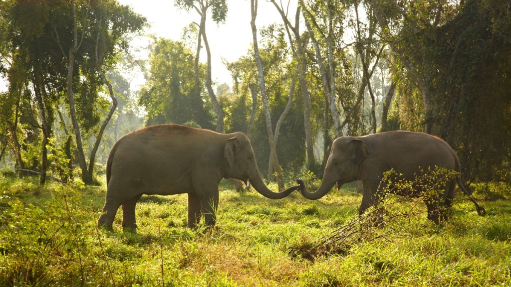 Anantara Elephants